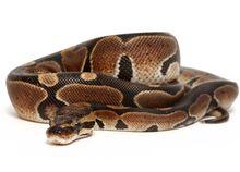Ball-python-normal-7dcec2b4.jpeg