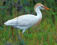 Cattle Egret as Blandford Buoy