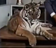 DAKTFA Tiger