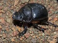 Female Dung Beetle