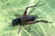 Field Cricket.jpg