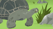 Galapagos Giant Tortoise (Wild Kratts)