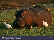 Hippopotamus-hippopotamus-amphibius-and-cattle-egret-bubulcus-ibis-AJBJ1X