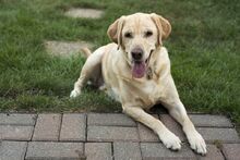 Labrador-retriever-physical-traits.jpg