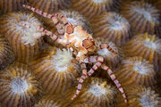 Lybia tessellata.jpg