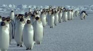 Penguins walking at the ice