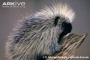 North American Porcupine as Isobella