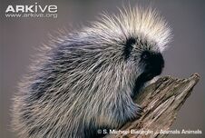 Porcupine.jpg
