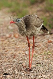 Red-legged-seriema5.jpg