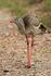 Red-Legged Seriema as Purlovia