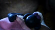 Shaun The Sheep was sleeping in Sheepless Nights