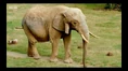The Zoo Elephant.png (988 KB)