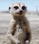 Meerkat