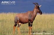 Topi as Megaloceros giganteus