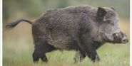 Wild Boar as Snorri