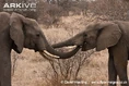 African-elephant-bonding.jpg (98 KB)