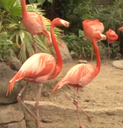 Audubon Zoo Flamingos