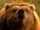 Ava the Bear