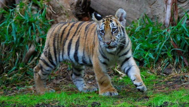 The Tiger King (2019) The Parody Wiki Fandom