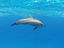 Dolphin, Spinner.jpg