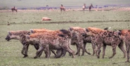 Eastern Spotted Hyenas as Charlie, Delta, Blue, and Echo