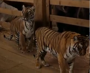 Evan Almighty Tigers