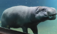 Louisville Zoo Hippo