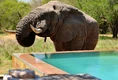 Phinda-Homestead-swimming-pool-south-africa-swim-with-elephants-best-swimming-pools-in-the-world-poolholiday1.jpg (753 KB)
