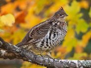 Ruffed Grouse as Hoagie Gilligan