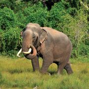Sri Lankan Elephant Male.jpg