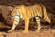 Tiger in Ranthambhore