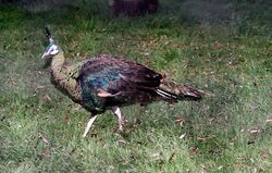 556-Pavo muticus f.jpg