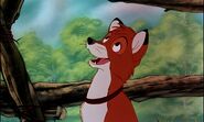 Adult Tod in The Fox And The Hound (1981)