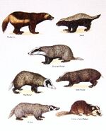 Badger chart