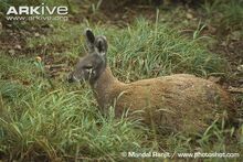 Female-Siberian-musk-deer-sitting-down.jpg
