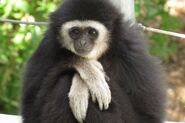 Gibbon, White-Handed