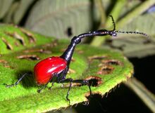Giraffe weevil.jpg