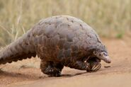 Ground Pangolin as Miss Keane