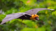 Indian Flying Fox