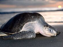 Lepidochelys olivacea.jpg