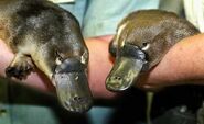 Male and Female Platypuses