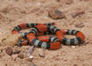 Southern Coral Snake