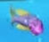 STF Multicolorfin Rainbowfish