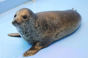 Spotted Seal 1 0930.jpg