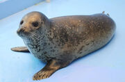 Spotted Seal 1 0930