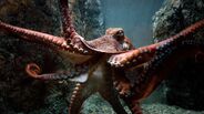 Giant Pacific Octopus as Gojirasaurus