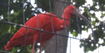 Scarlet Ibis