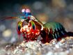 Mantis Shrimp