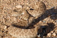 Western Diamondback Rattlesnake as Madagascar Tree Boa