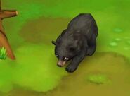 Asiatic-black-bear-zoo-2-animal-park